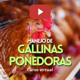 Gallinas Ponedoras