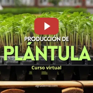 Curso Producción de Plántula