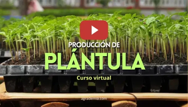 Curso Producción de Plántula