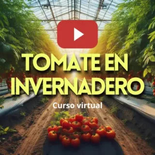 Tomate en invernadero curso