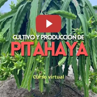 Curso cultivo de Pitahaya